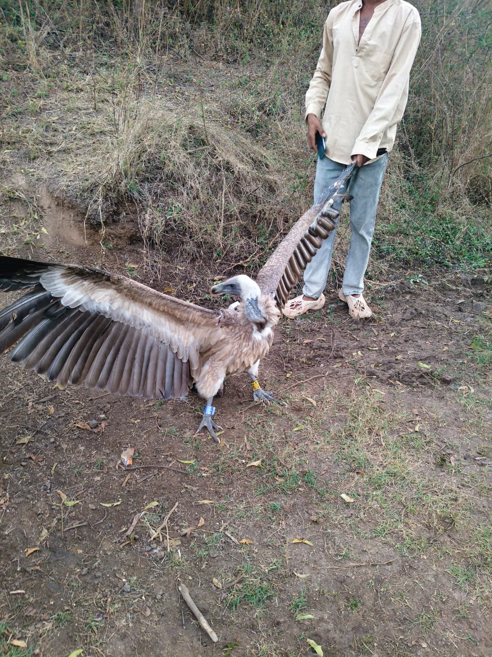 होळगुजरी शिवारात दुर्मिळ हिमालयीन ग्रिफोन गिधाड आढळला